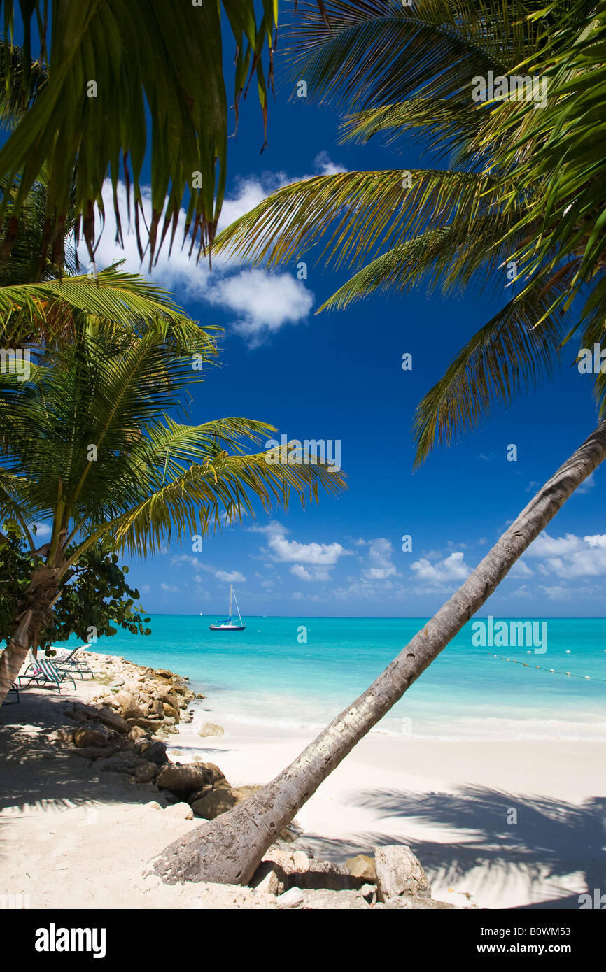 Alberi di Palma contro il mare dei Caraibi nell'isola di Antigua Foto Stock