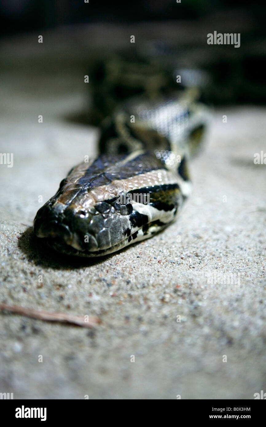 Royal Python, Berlino, Germania Foto Stock