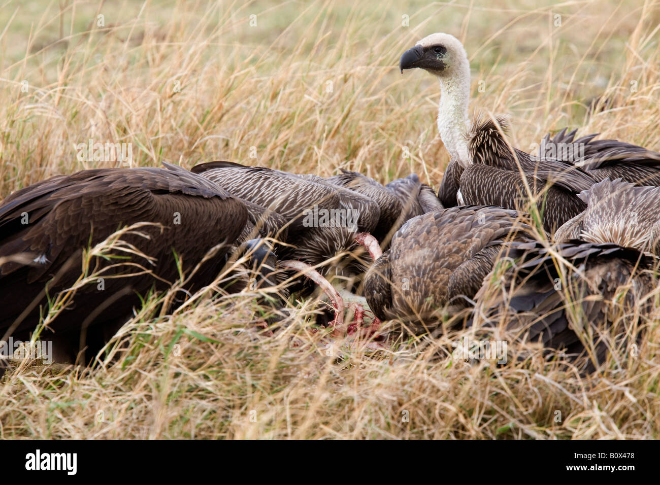 Gli avvoltoi alimentazione su un animale morto Foto Stock