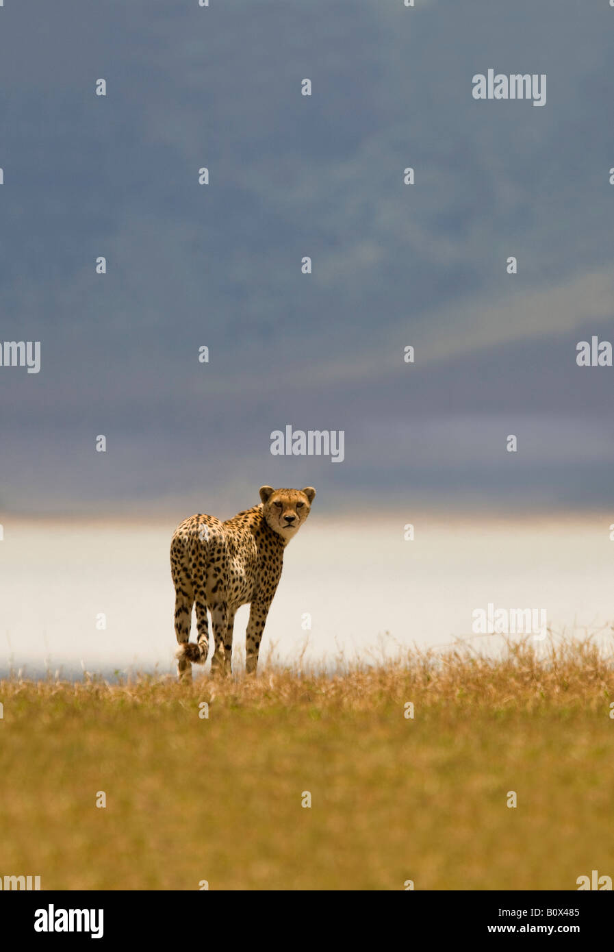 Un ghepardo in piedi su una savana Foto Stock