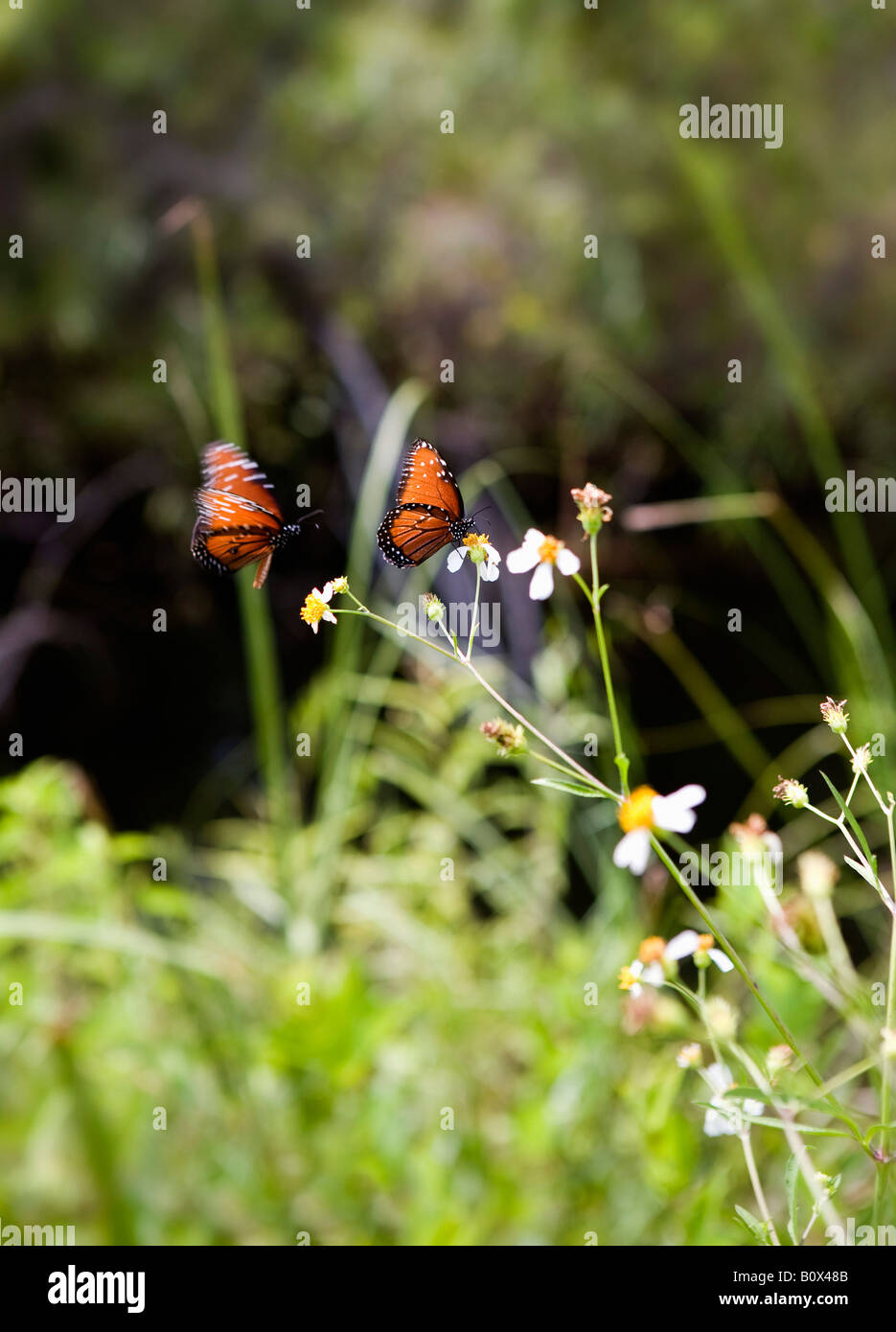 Due farfalle si appollaia su un fiore Foto Stock