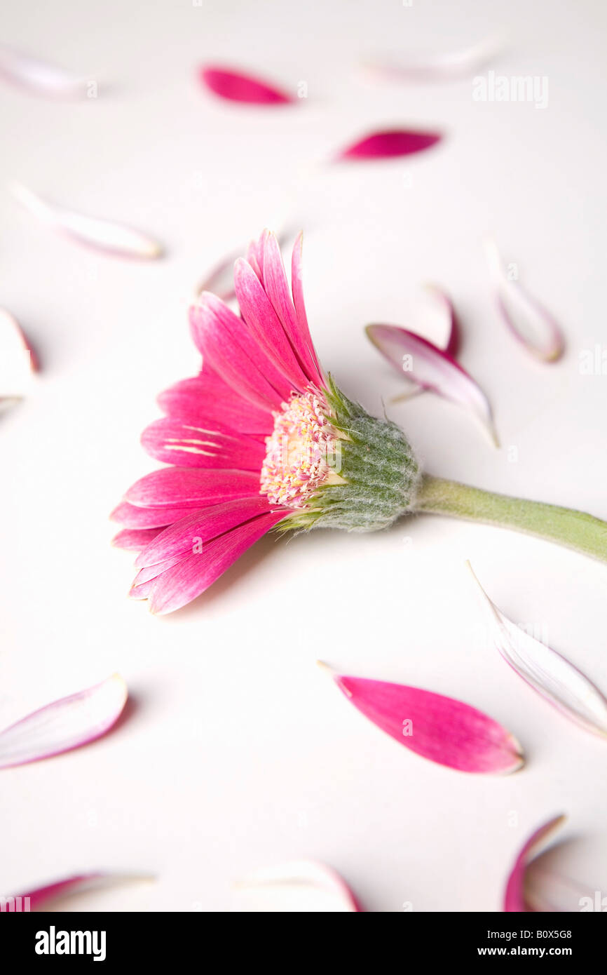 Una Gerbera Daisy che ha perso la metà dei suoi petali Foto Stock