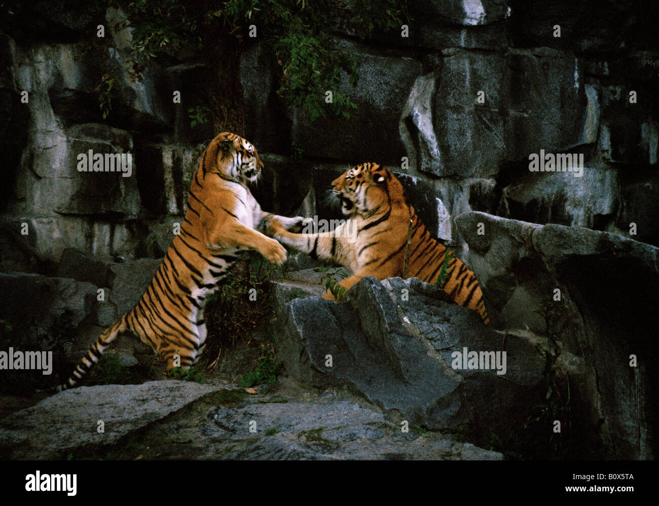 Due tigri combattere su rocce Foto Stock