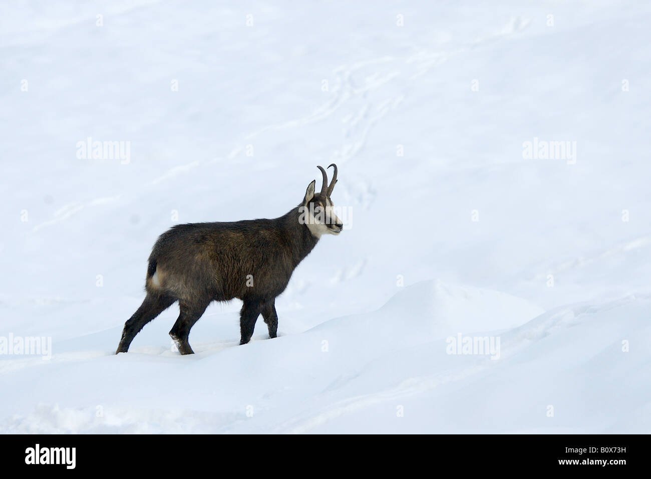 Camoscio Rupicapra rupicapra mammiferi corsa neve nevicata montagna paesaggio inverno Valnoney Cogne Parco Nazionale Gran para. Foto Stock