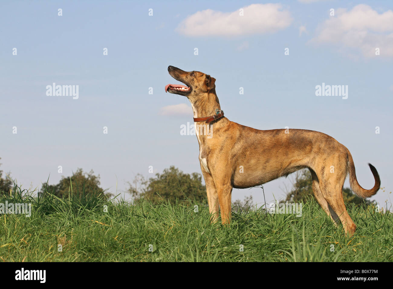 Greyhound - in piedi sul prato Foto Stock