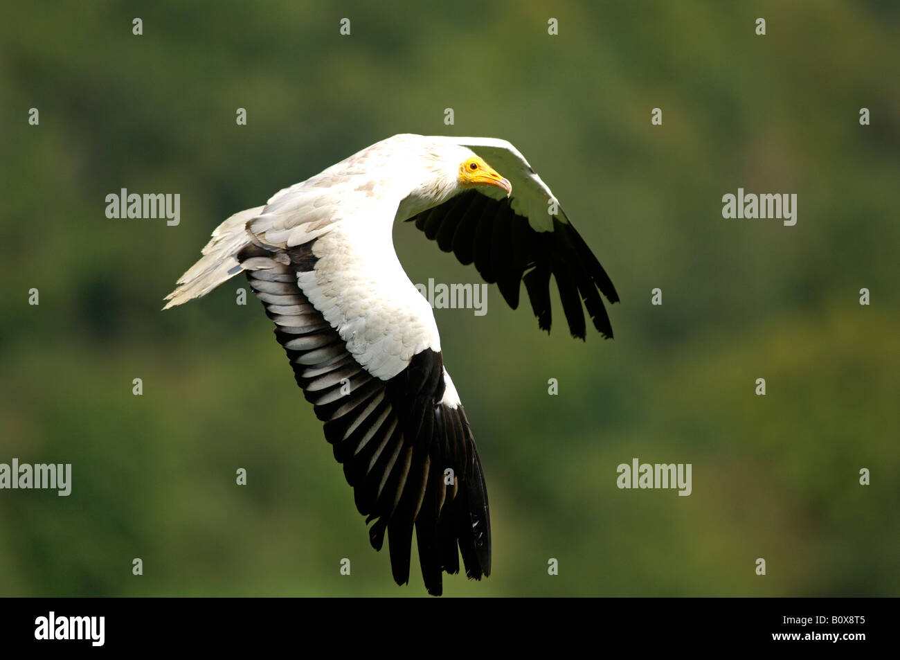 Avvoltoio Capovaccaio (Neophron percnopterus) in volo Foto Stock