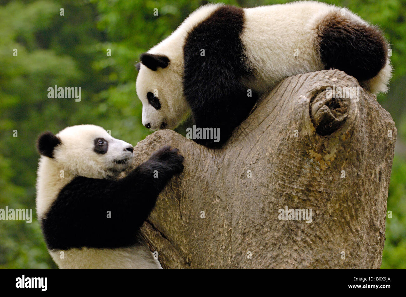 Panda gigante (Ailuropoda melanoleuca). Due individui giovani giocando su un ceppo di albero Foto Stock