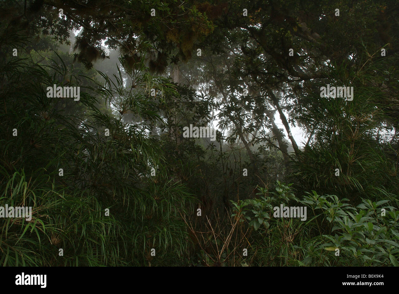 Offuscato la foresta epiphitic bromeliacee piante Cerro de la Muerte Costarica rain forest foresta pluviale tropicale foresta montana Foto Stock