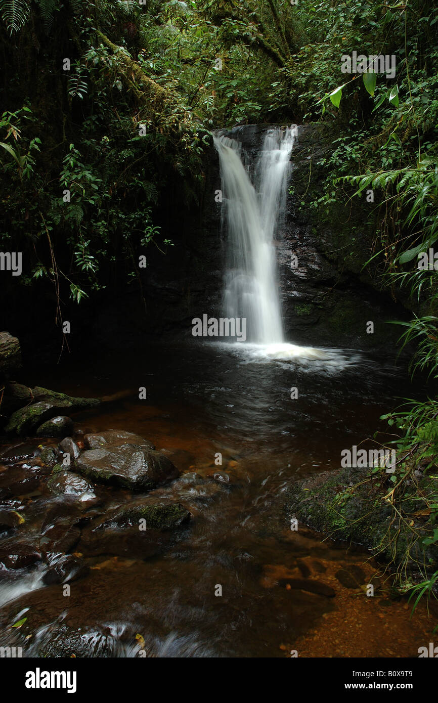 Brook offuscato la foresta epiphitic bromeliacee flusso di piante di Cerro de la Muerte Costarica rain forest foresta pluviale tropicale per Foto Stock
