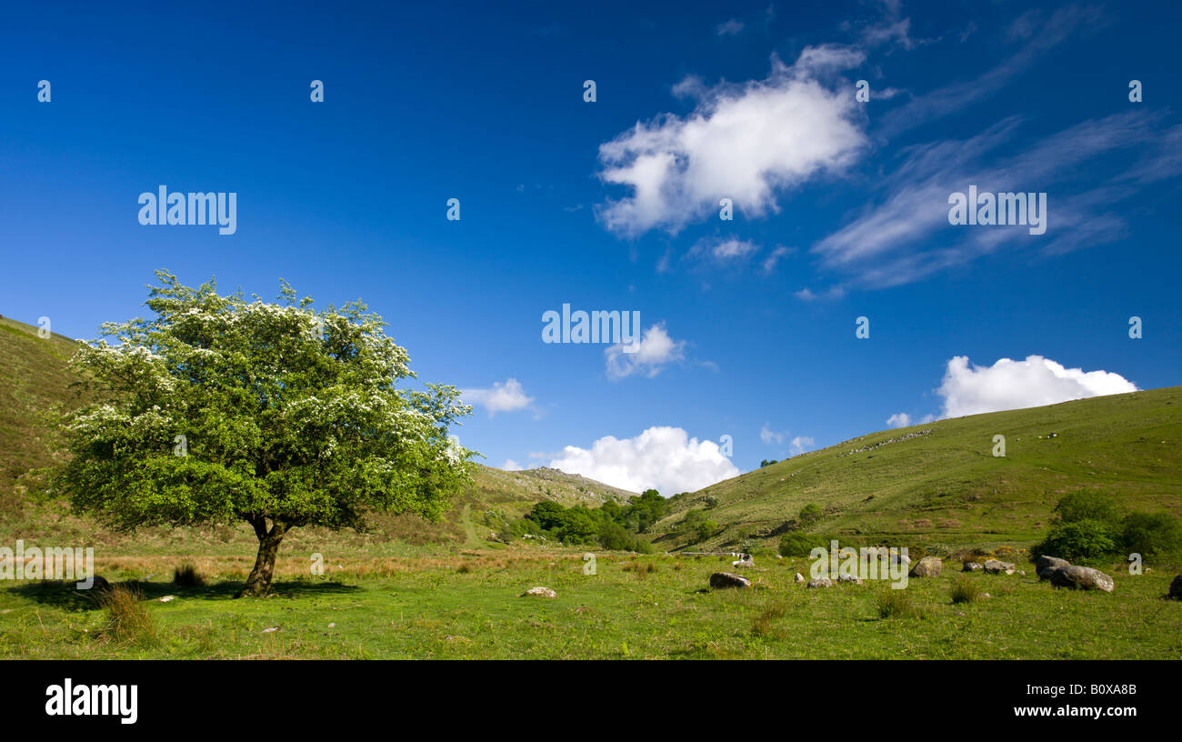 Angolo Vellake nel Parco Nazionale di Dartmoor Devon England Foto Stock