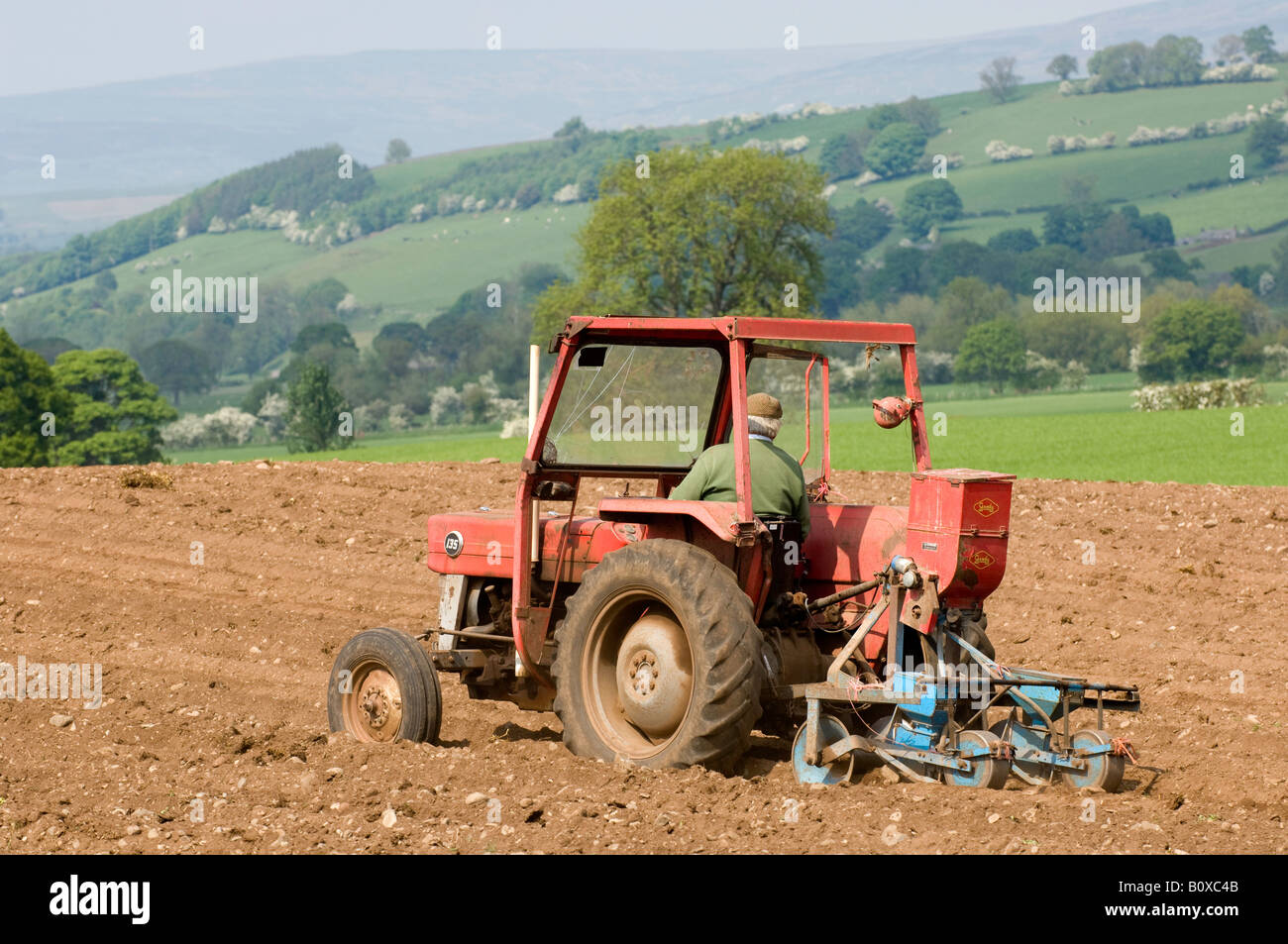 L'agricoltore utilizza un Massey Ferguson 135 piantando rape per ovini Eden Valley Cumbria Foto Stock