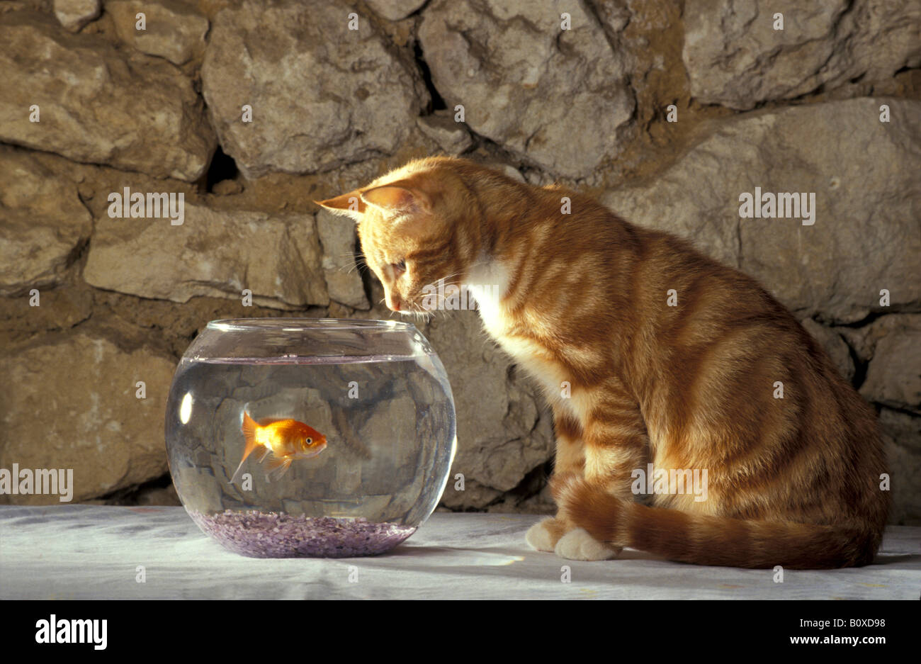 Il gatto domestico, European Shorthair (Felis silvestris felis catus) seduto davanti a un goldfish bowl durante la visione di un pesce Foto Stock