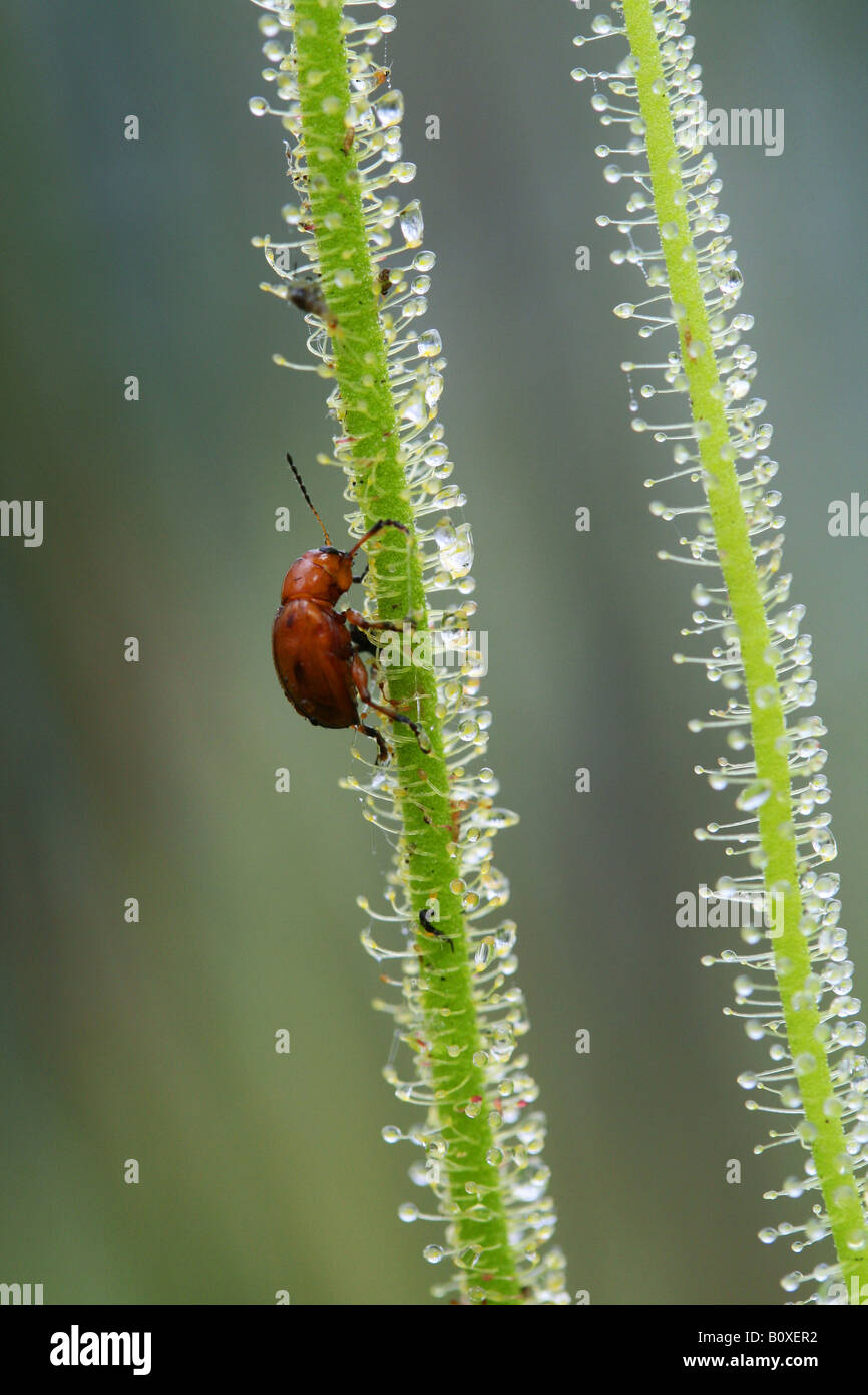 Catturato bug sul thread-lasciava Sundews Drosera filiformis var tracyi Florida USA Foto Stock