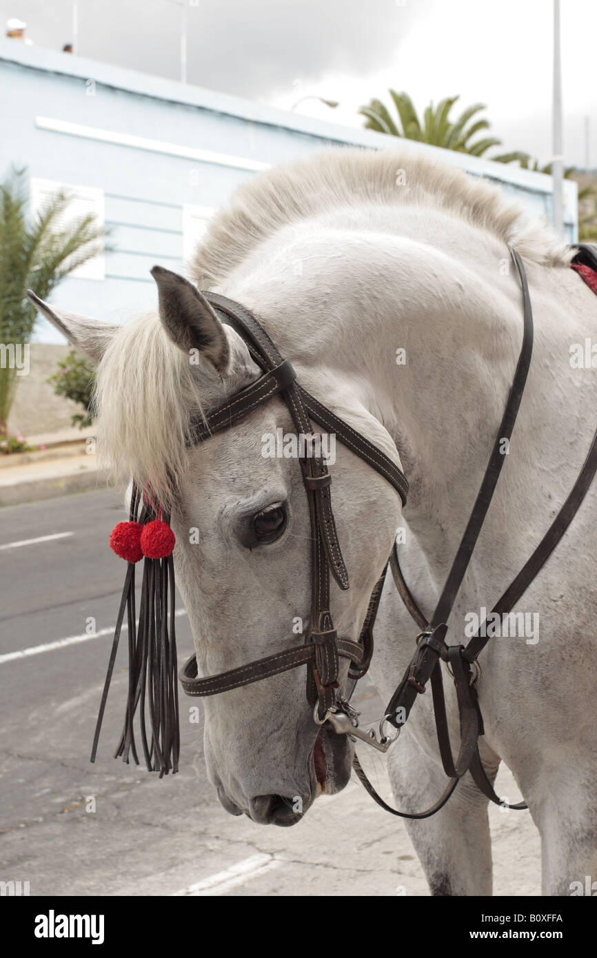 In prossimità della testa di cavallo con red bobbles presso la Romeria de San Isidro, Guia de Isora, Tenerife Foto Stock