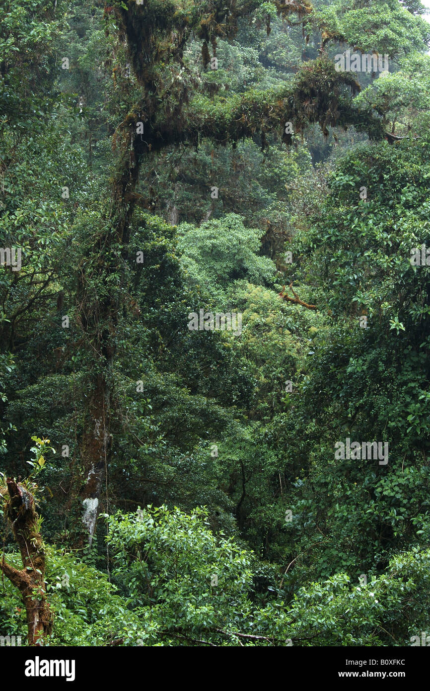 Offuscato la foresta epiphitic bromeliacee piante Cerro de la Muerte Costarica rain forest foresta pluviale tropicale foresta montana Foto Stock