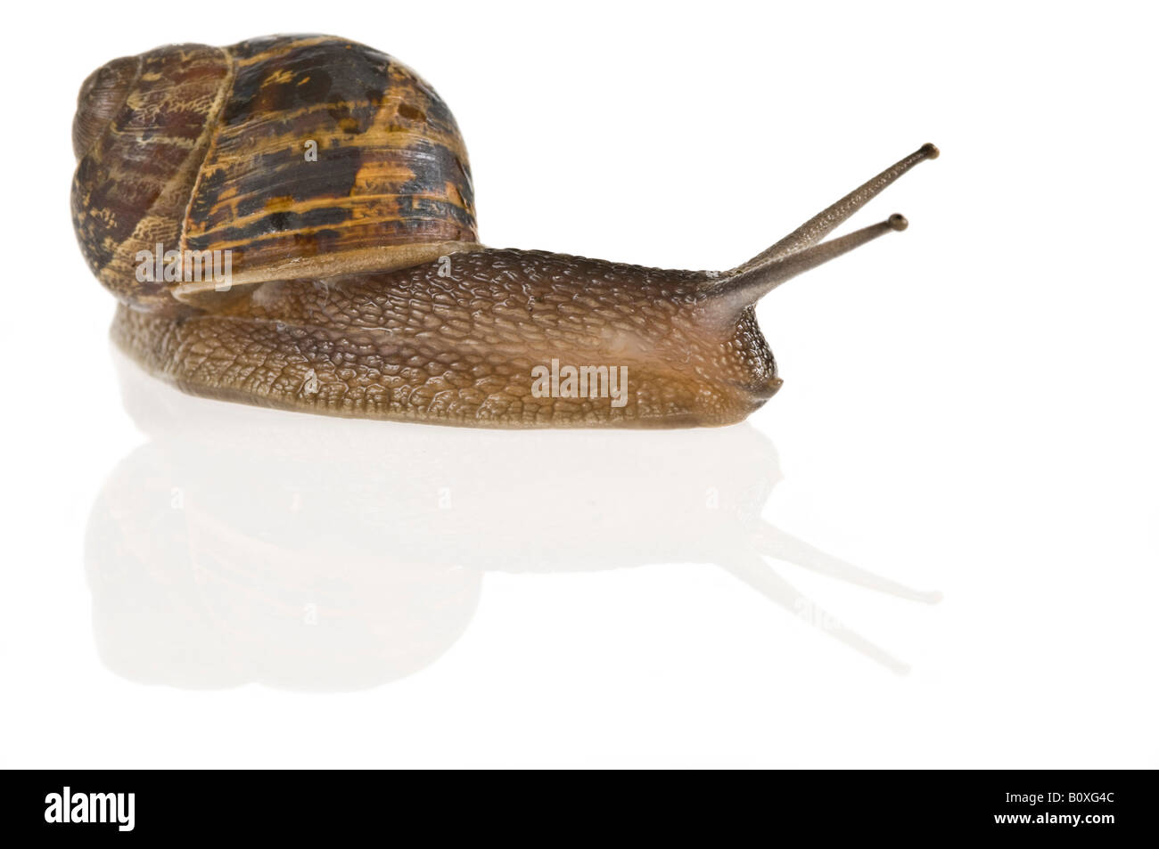 Un giardino comune lumaca (Helix Aspersa) contro un puro sfondo bianco. Foto Stock