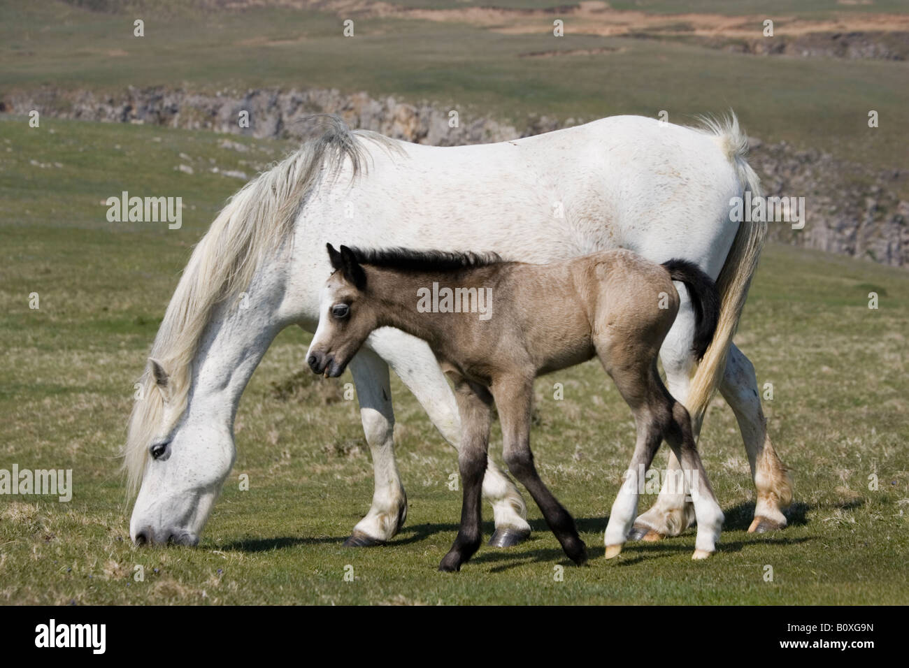 Bianco Pony Welsh e il pascolo di puledro Stackpole West Wales UK Foto Stock