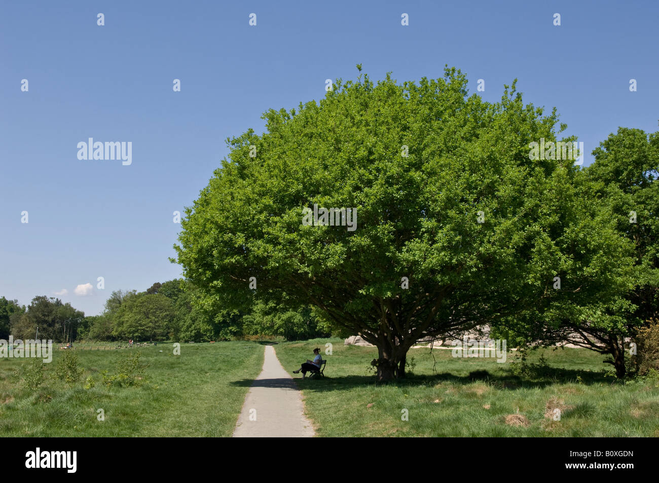 La donna si siede nell'ombra di un albero in una torrida giornata calda su Tunbridge Wells comune in Tunbridge Wells Kent Foto Stock