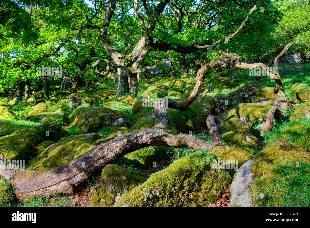 Recedono antico bosco di querce a nero a Tor Copse nel Parco Nazionale di Dartmoor Devon England Foto Stock