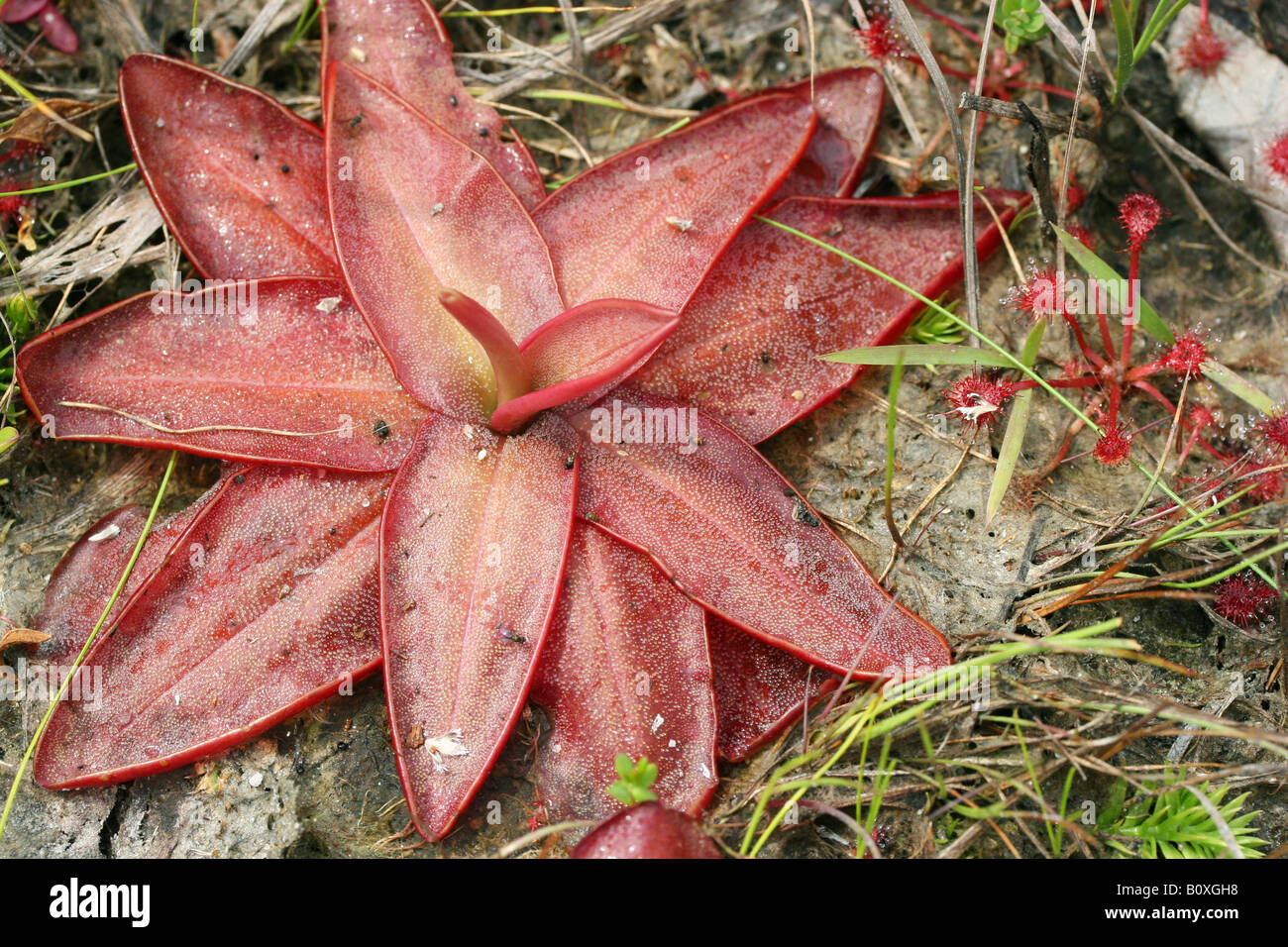 Chapman's Butterwort (Pinguicula planifolia), palude di infiltrazioni, pianura costiera del Golfo, ecosistema di pini a foglia lunga, se USA, di Dembinsky Photo Assoc Foto Stock