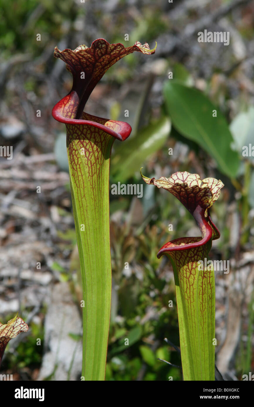 Pianta brocca Sarracenia x moorei ( ibrido Sarracenia flava x leucophylla  ), o eventualmente un backcross, Florida USA Foto stock - Alamy