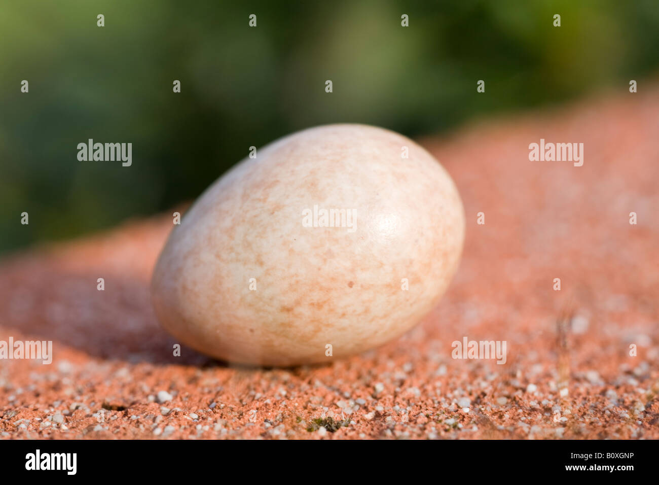 Close up single Robin uovo Foto Stock