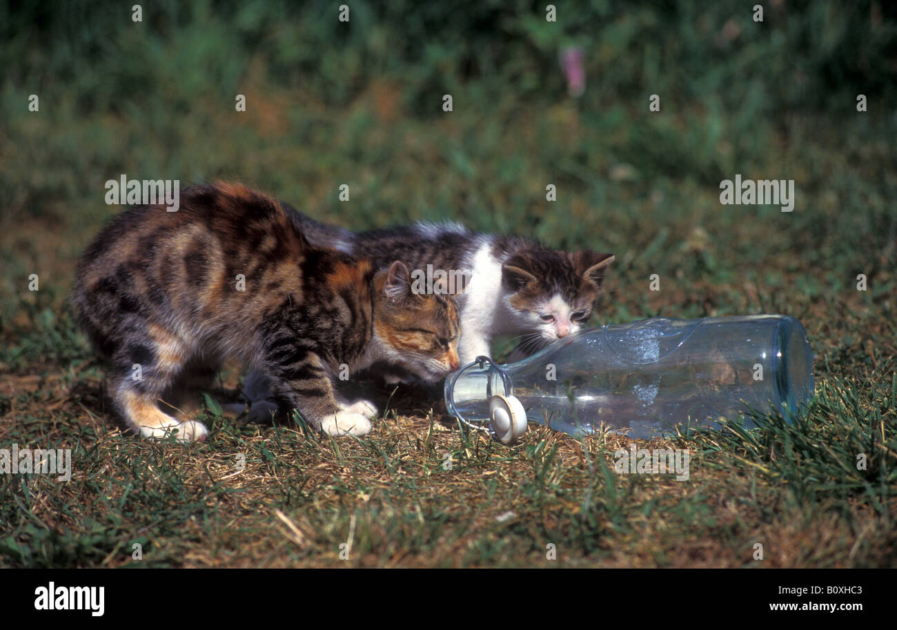 Il gatto domestico, European Shorthair (Felis silvestris felis catus). Due gattino studiando una bottiglia Foto Stock