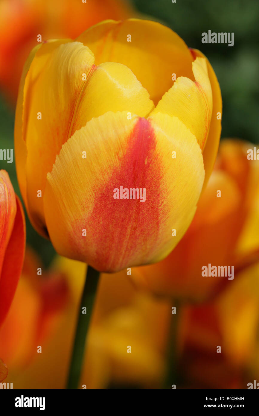 Giallo petaled Tulip con un rosso arrossire sul petalo, in un giardino di Cheshire, Inghilterra Foto Stock