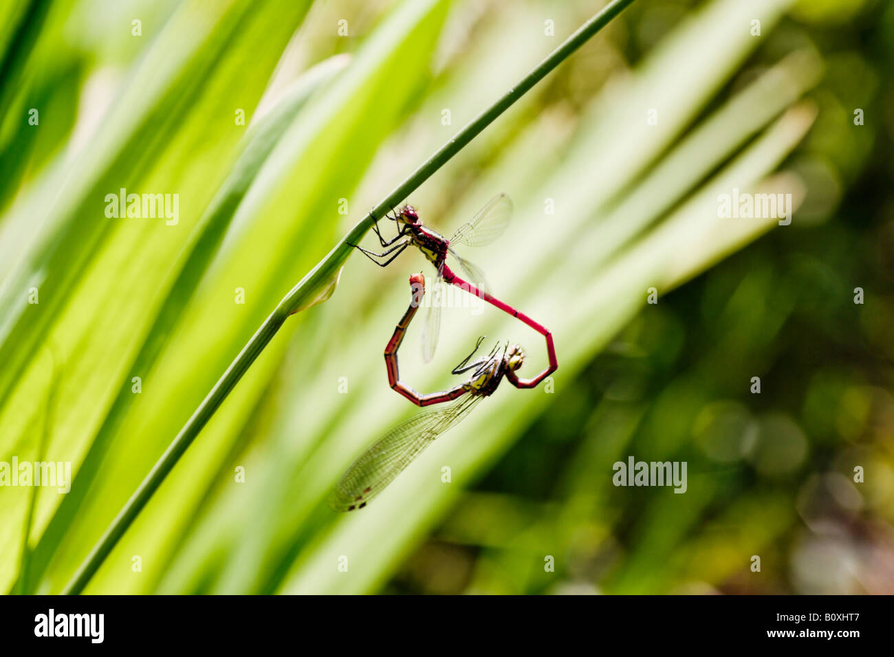 Coniugata coppia di damselflies dal grande rosso specie Damselfly (Pyrrhosoma nymphula) appesi da un gambo di erba. Foto Stock