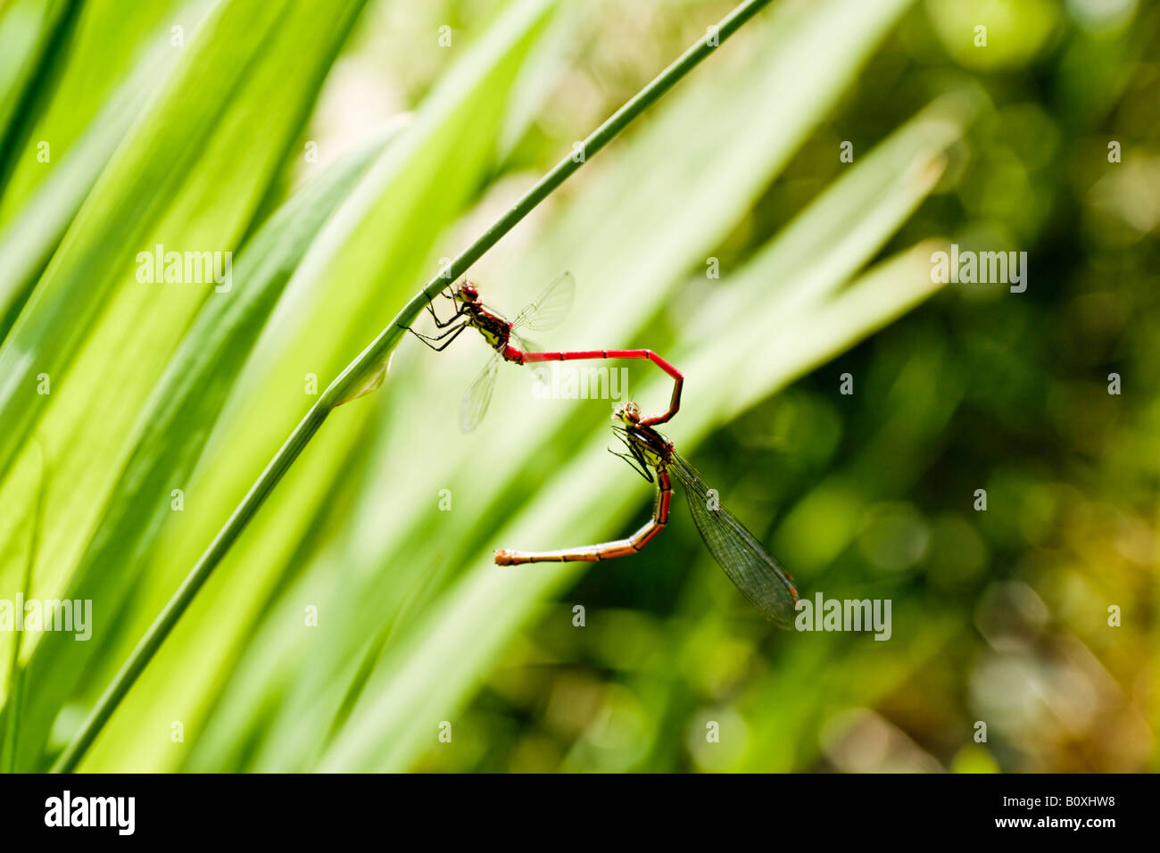 Coniugata coppia di damselflies dal grande rosso specie Damselfly (Pyrrhosoma nymphula) appesi da un gambo di erba. Foto Stock