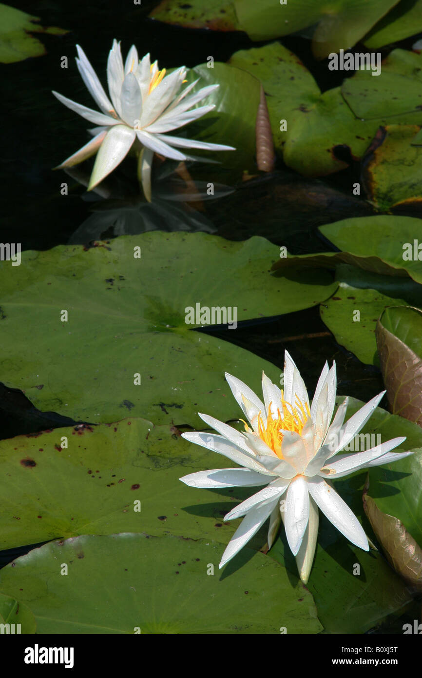 Bianco profumato giglio di acqua Nymphaea odorata, Carolina del Sud e Stati Uniti d'America Foto Stock