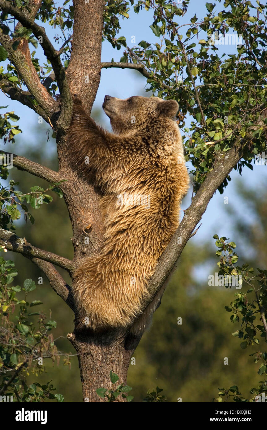 Europea di orso bruno in tree (Ursus arctos) Foto Stock