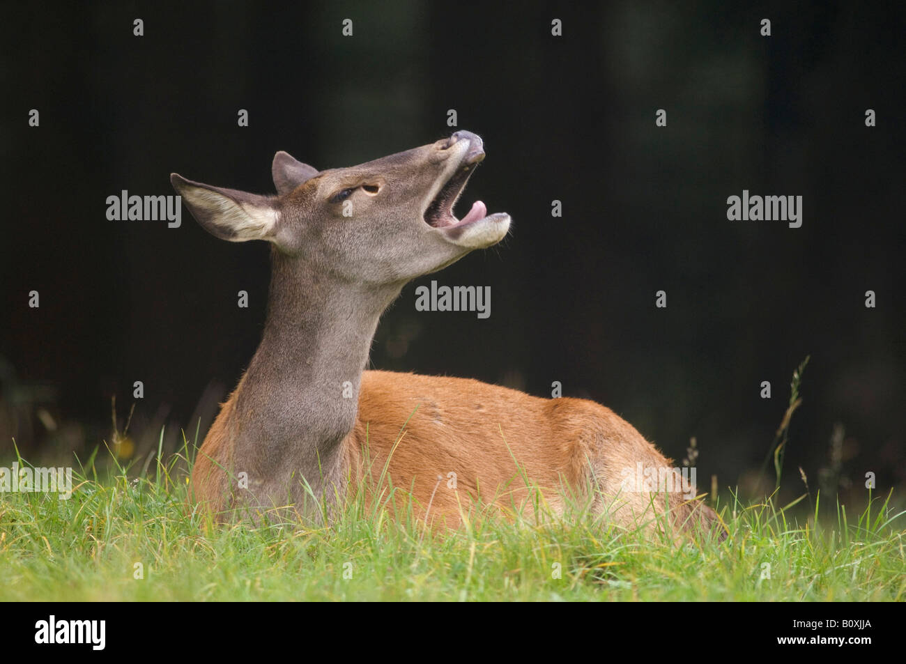 Femmina del cervo (Cervus elaphus) giacenti in erba Foto Stock