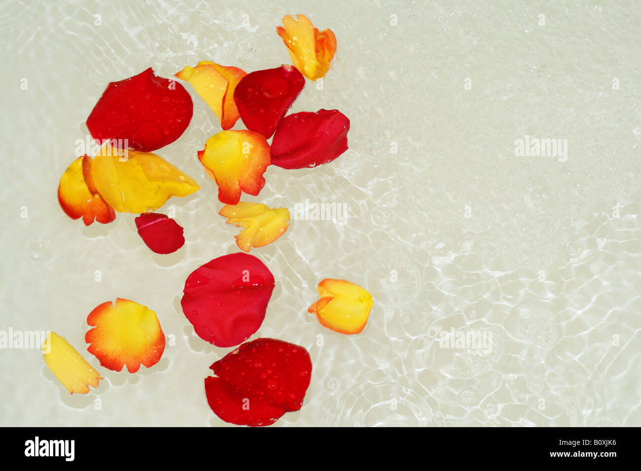 Petali di rosa nella vasca calda Foto Stock