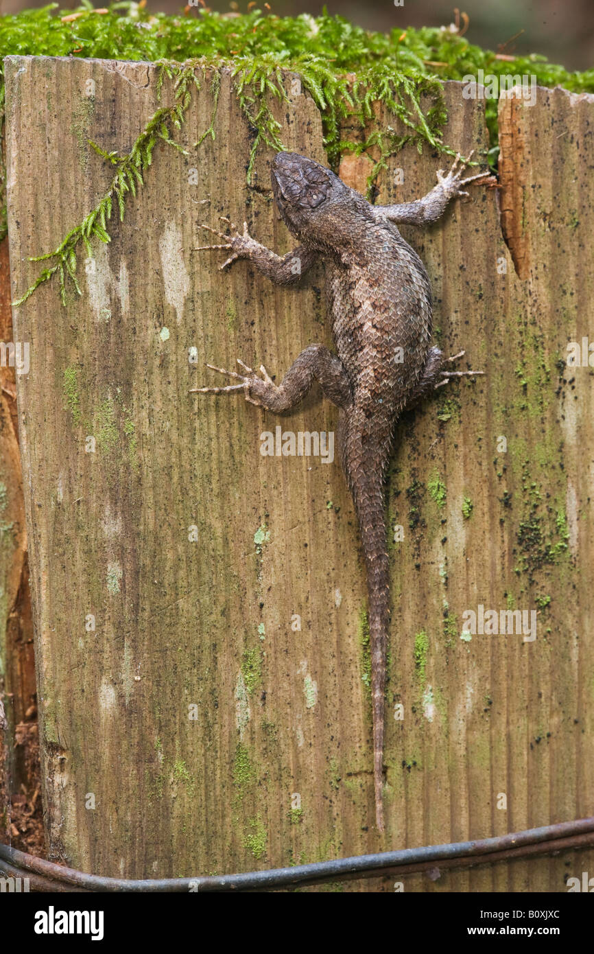 Recinzione occidentale Lizard Sceloporus occidentalis San Mateo County in California negli Stati Uniti Foto Stock