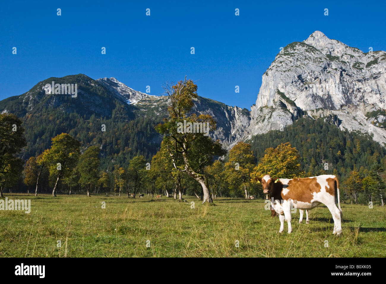 Austria, Tirolo, Karwendel, mucche sul prato Foto Stock