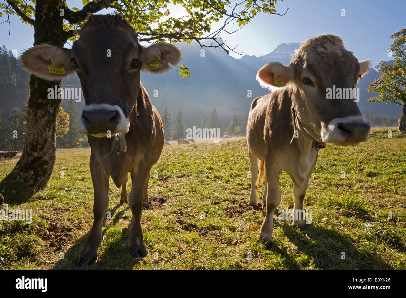 Austria, Tirolo, Karwendel, croste su pascolo Foto Stock