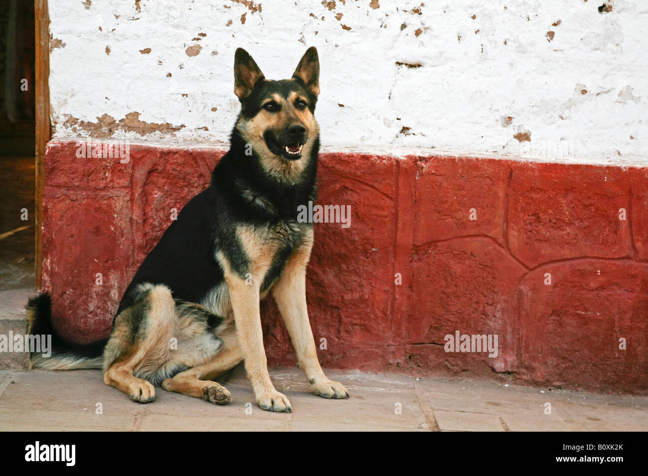 Dog sitter su street, ritratto Foto Stock