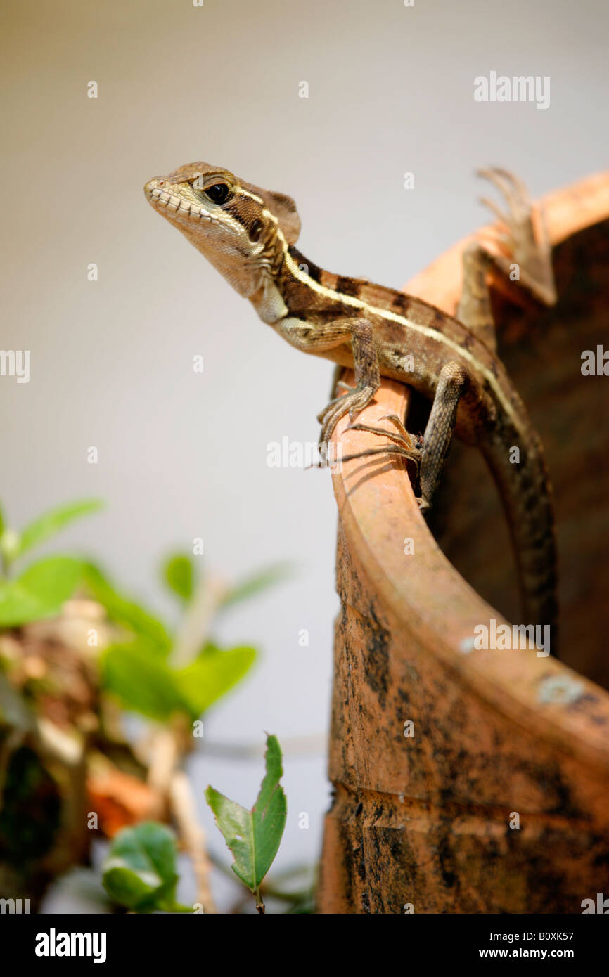 Le strisce di Basilisk Lizard (Basiliscus vittat), in un ostello e giardino in Guatemala Foto Stock