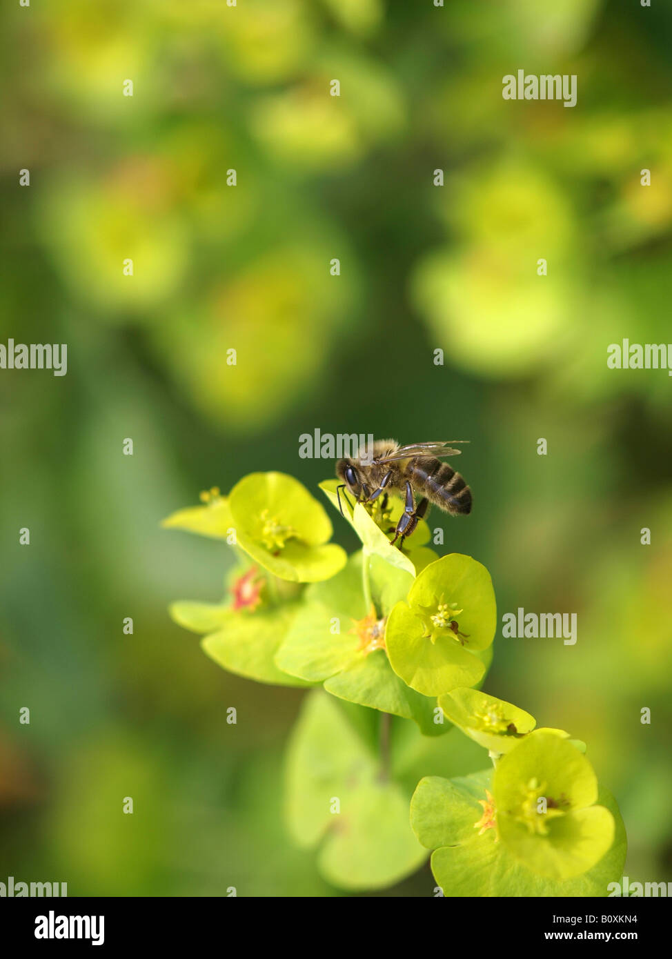 ape del miele Foto Stock