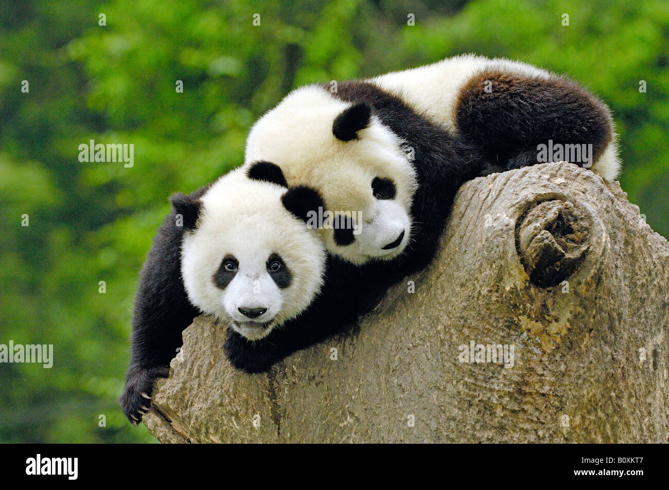 Panda gigante (Ailuropoda melanoleuca). Due individui giovani cuddling insieme su un ceppo di albero Foto Stock