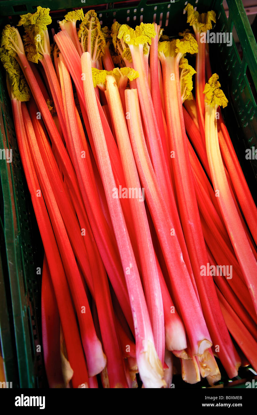 Rabarbaro (Rheum rhabarbarum), close up Foto Stock