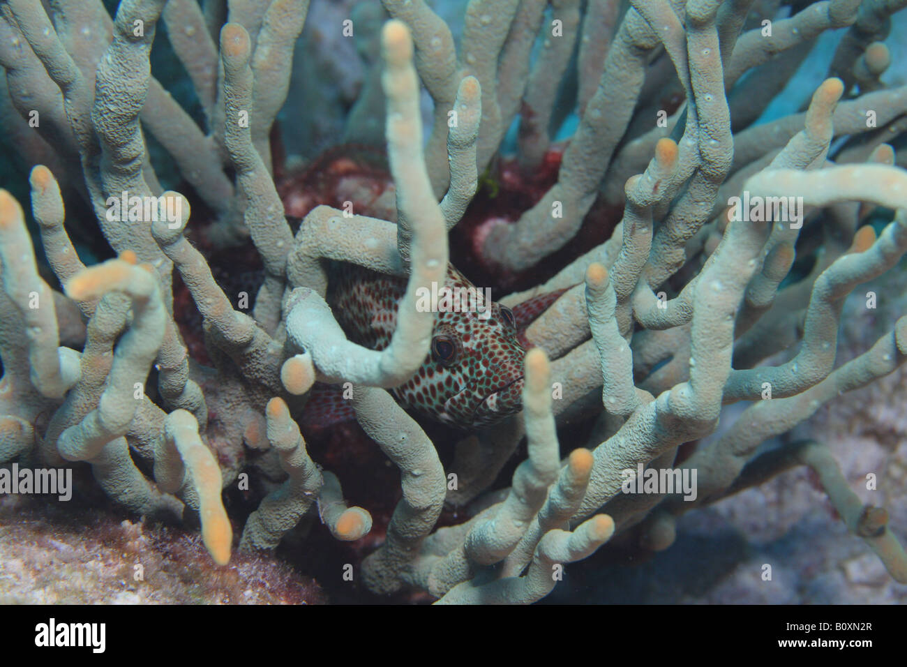 Il raggruppatore nascondendo in Soft Coral Foto Stock