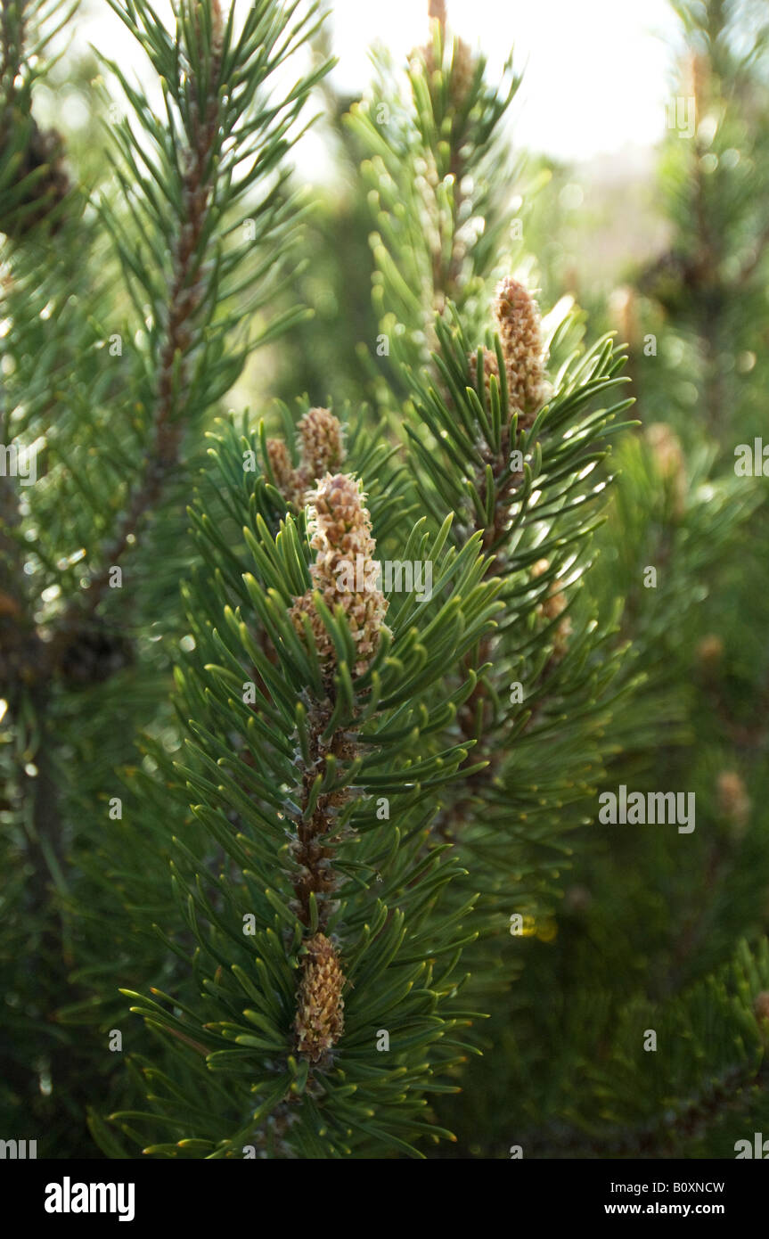 Primo piano di Pinon tree (Pinus edulis) la struttura dello stato del New Mexico . Foto Stock