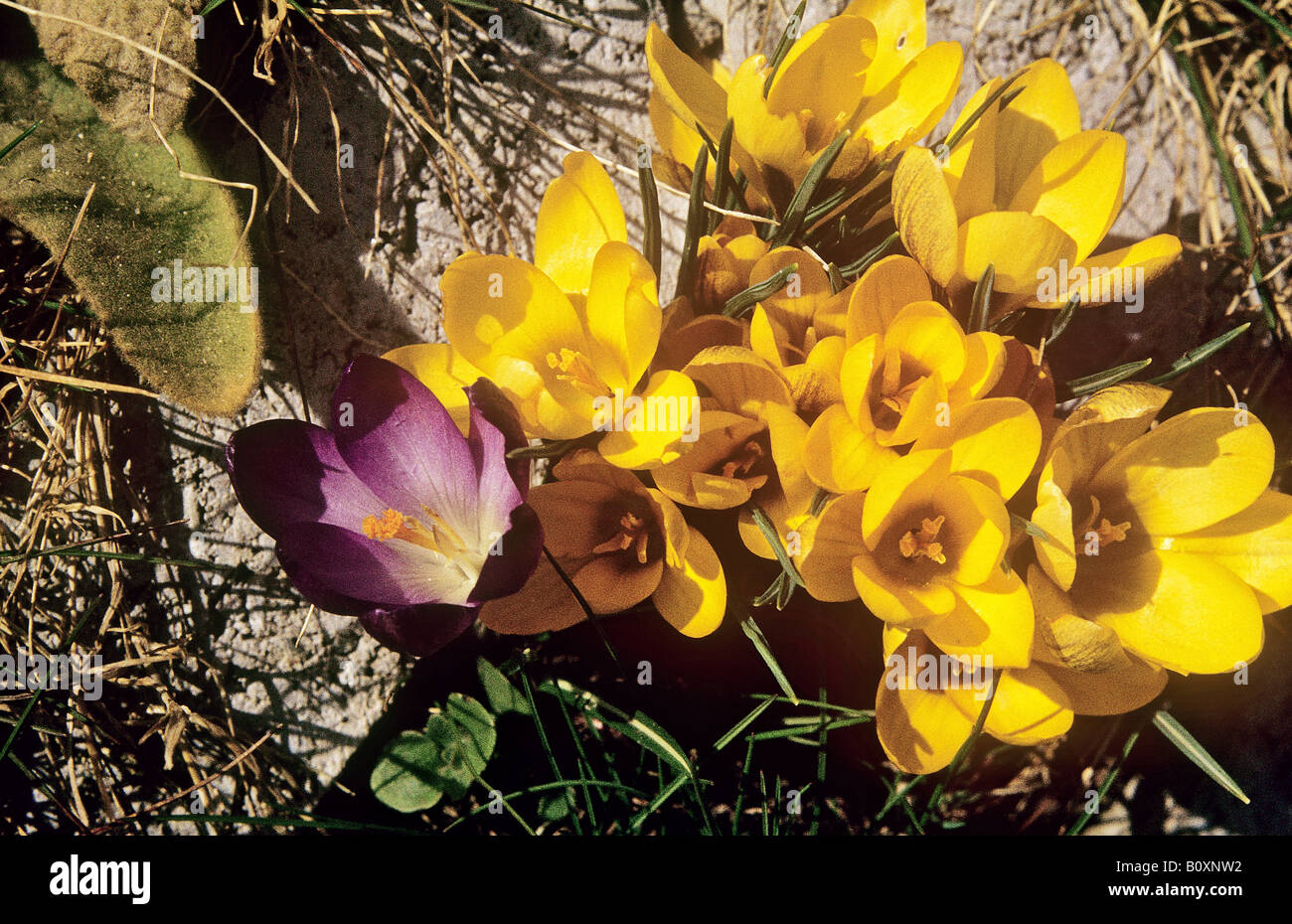 La molla di crochi / crocus vernus Foto Stock