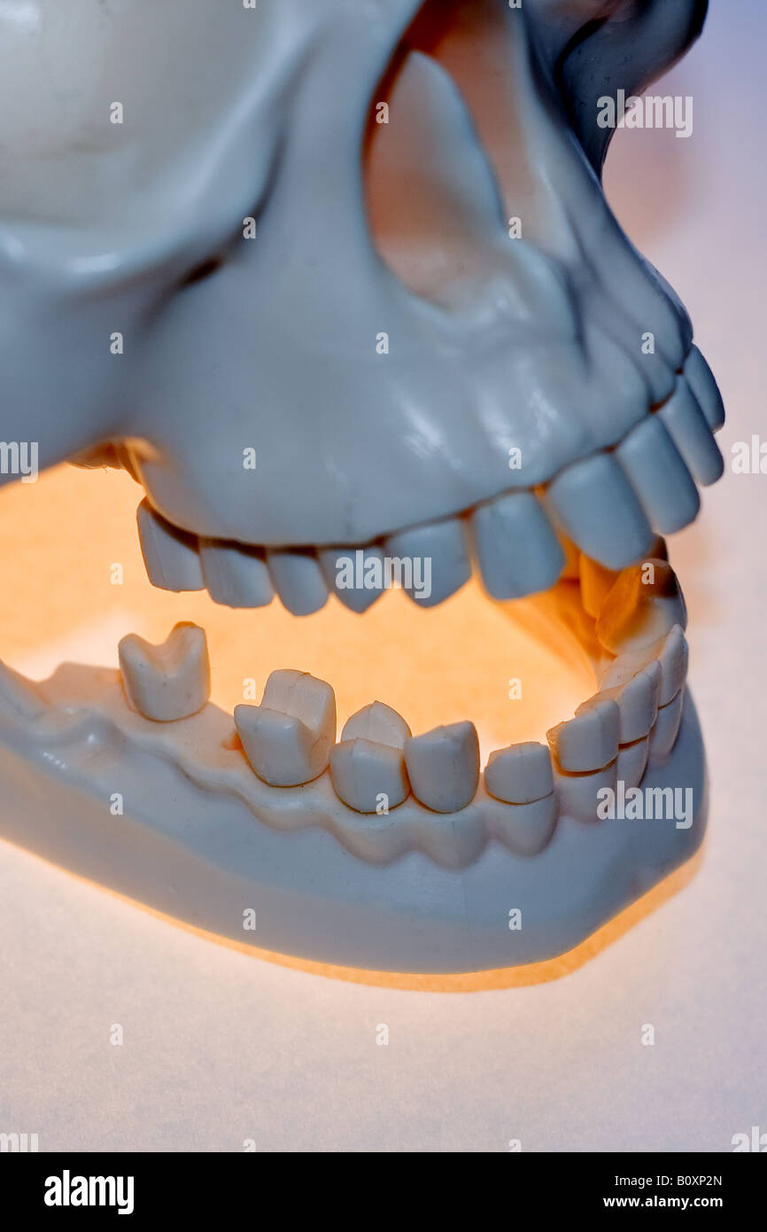 La parte inferiore del cranio umano su lightbox Foto Stock