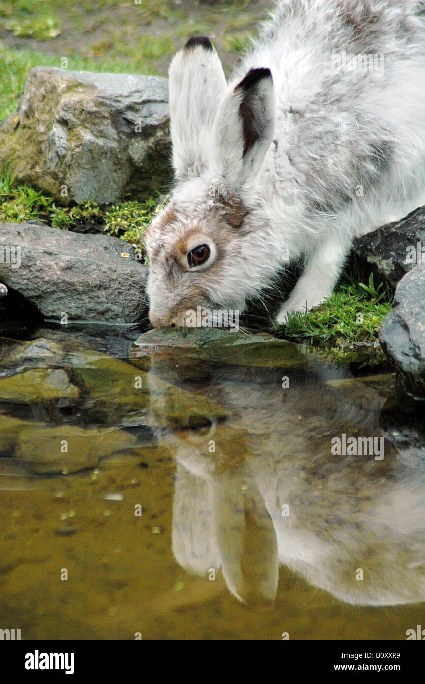 Lepre blu, la lepre bianca, white hare, Eurasian Arctic lepre (Lepus timidus), una neve lepre acqua potabile, con riflessione sul Foto Stock