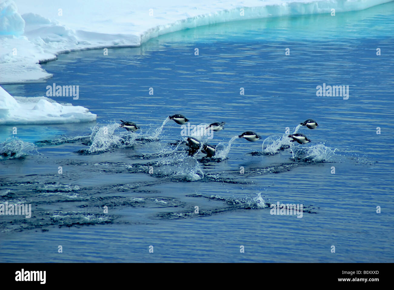 Adelie penguin (Pygoscelis adeliae), gruppo di pinguini Adelie è saltando darkblue acque antartiche, Antartide, Mare di Weddell Foto Stock