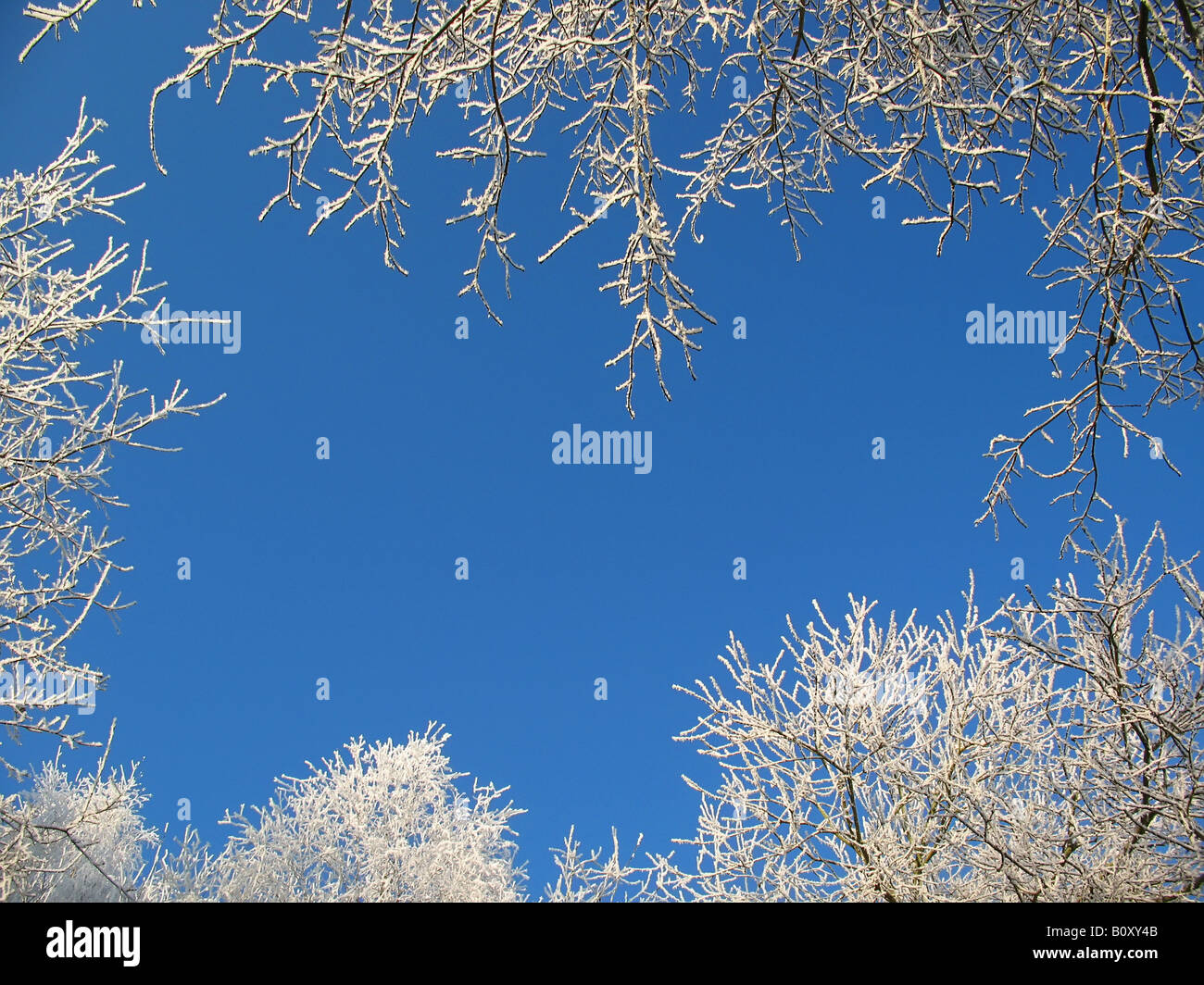 Telaio di rami invernali con la neve Foto Stock