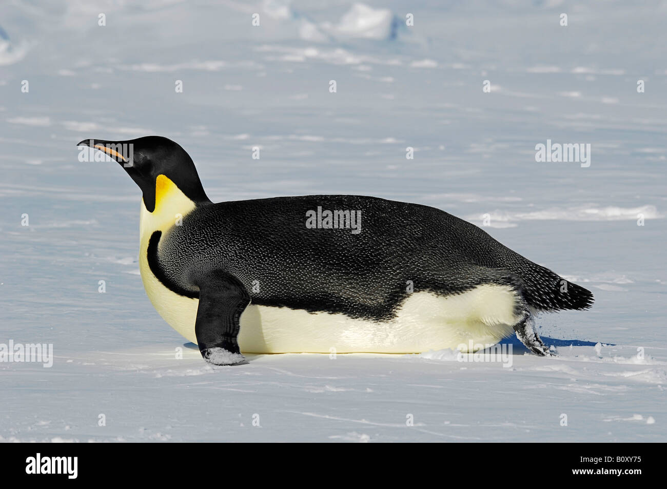 Pinguino imperatore (Aptenodytes forsteri), unico animale giacente sul ventre, Antartide, Suedpolarmeer Foto Stock